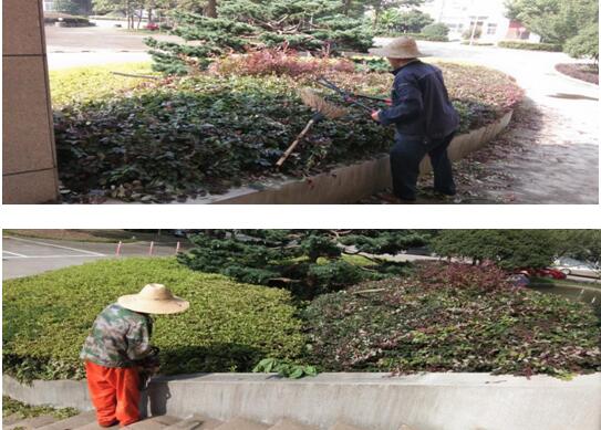 綠植修剪，美化環(huán)境
